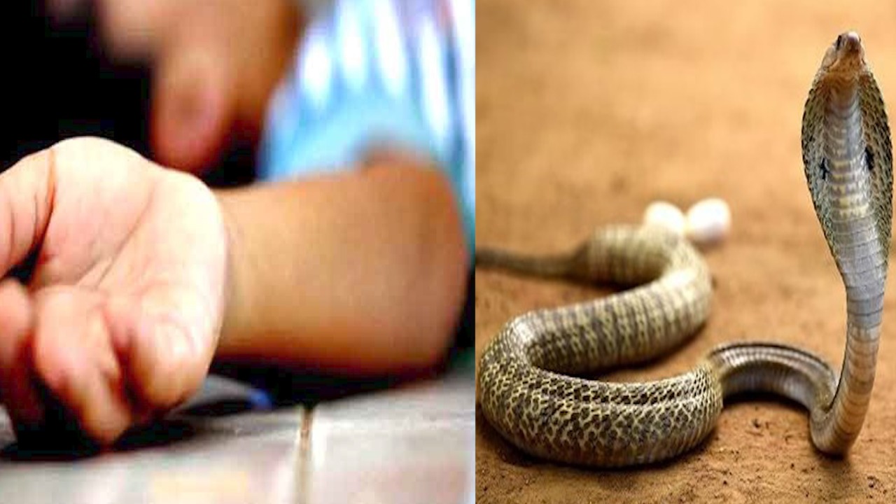 अंबिकापुर में दो सगी बहनों की जहरीले सांप के काटने से मौत…