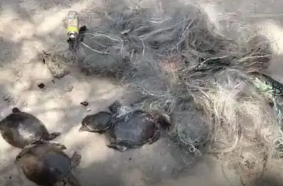 रतनपुर में 8 कछुओं की संदिग्ध मौत, शिकार की आशंका…