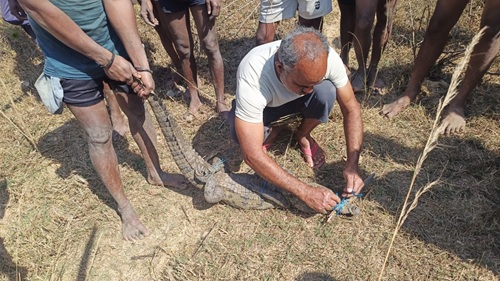 वनविभाग ने मगरमच्छ का सुरक्षित रेस्क्यू कर जंगल सफारी में छोड़ा…
