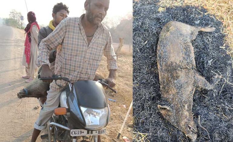 कांकेर में जंगली सुअर का शिकार, 7 गिरफ्तार…