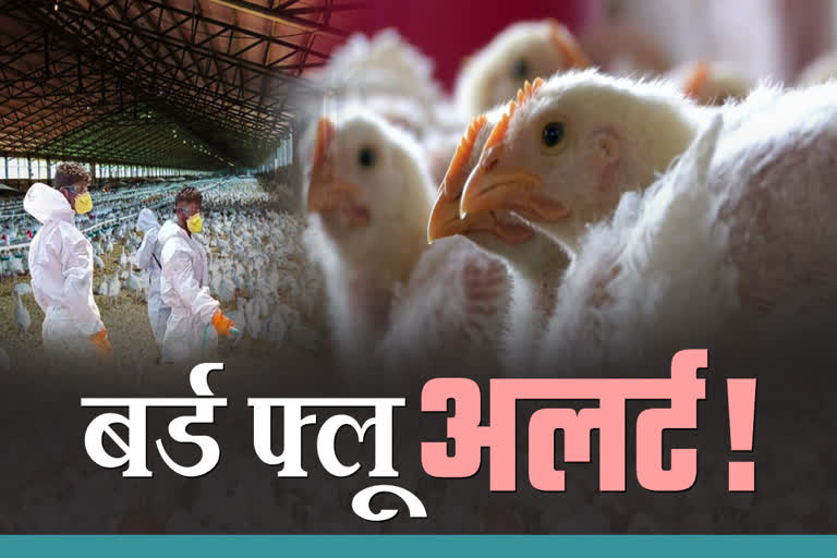 बर्ड फ्लू को रोकने के लिए बना कंट्रोल रूम, 24 घंटे रहेगा सक्रिय…