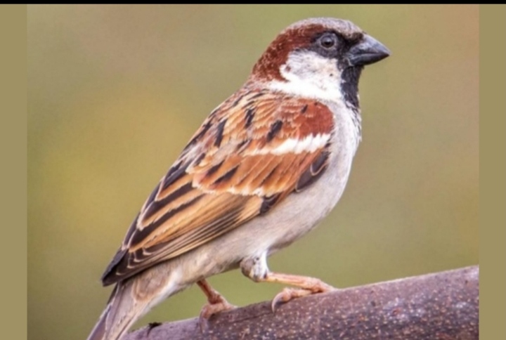 विश्व गौरैया दिवस पर आयोजित वेबीनार में संरक्षण के लिए जागरूकता पर जोर…