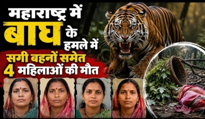 बाघ के हमले में 4 महिलाओं की मौत, तेंदूपत्ता तोड़ने गईं थीं जंगल…
