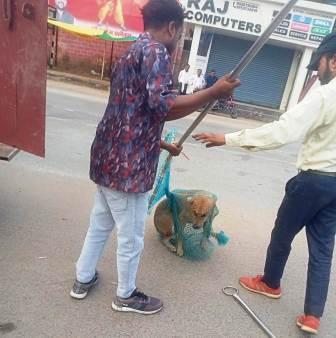 आवारा कुत्तों के टीकाकरण व नसबंदी अभियान…