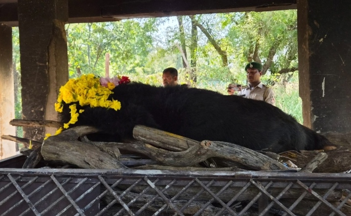नंदनवन जू एवं जंगल सफारी में 25 वर्षीय मादा हिमालयन भालू ‘फफोरी’ की मौत…
